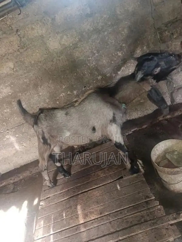 Goats