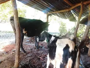 වැස්සියන් 4 දෙනෙකු සහ පැටවුන් 3
