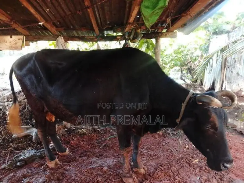 වැස්සියන් 4 දෙනෙකු සහ පැටවුන් 3