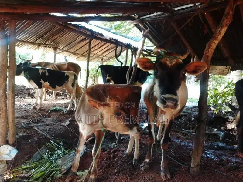 වැස්සියන් 4 දෙනෙකු සහ පැටවුන් 3