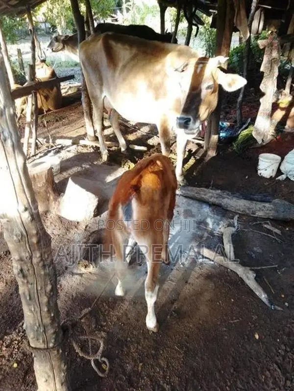 වැස්සියන් 4 දෙනෙකු සහ පැටවුන් 3