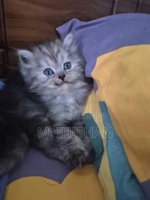 Persian Cats