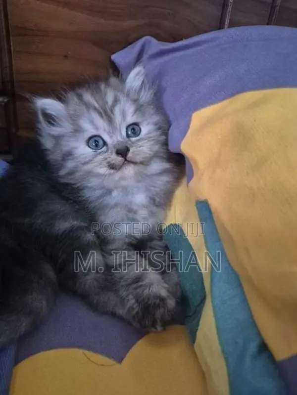 Persian Cats