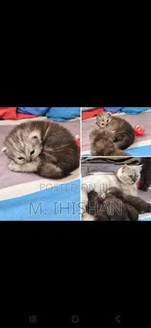 Persian Cats