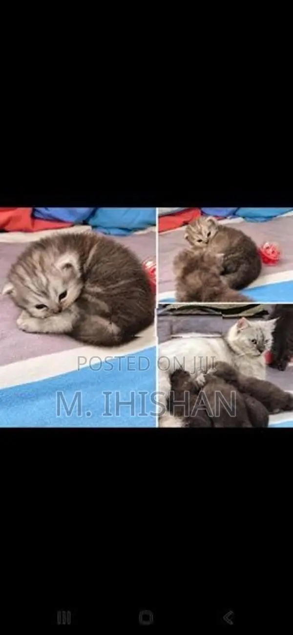 Persian Cats