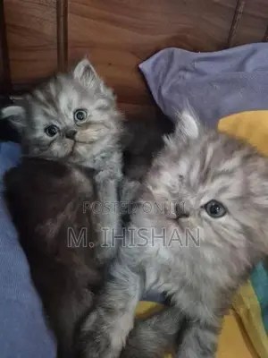 Persian Cats