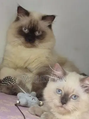 Persian Cats