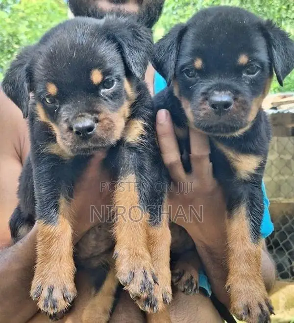 Rottweiler Puppy
