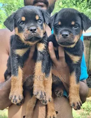 Rottweiler Puppy
