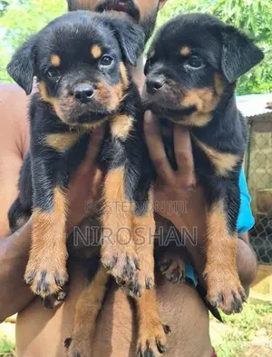 Rottweiler Puppy