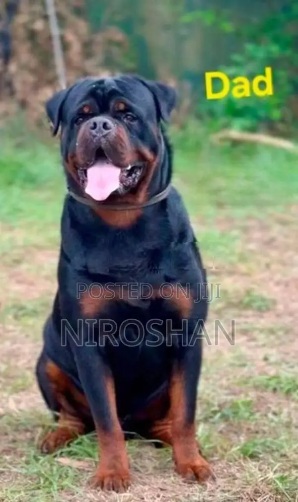 Rottweiler Puppy