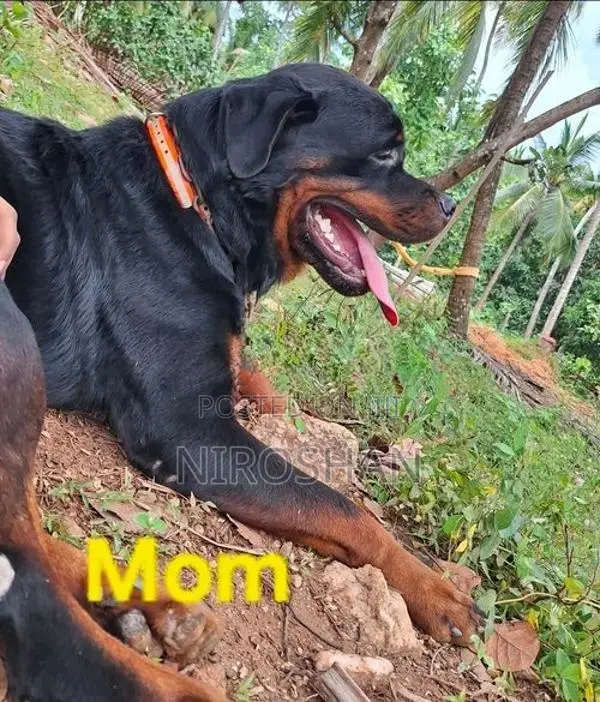 Rottweiler Puppy