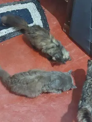British Cat Male With Female 1 Year 8 Month