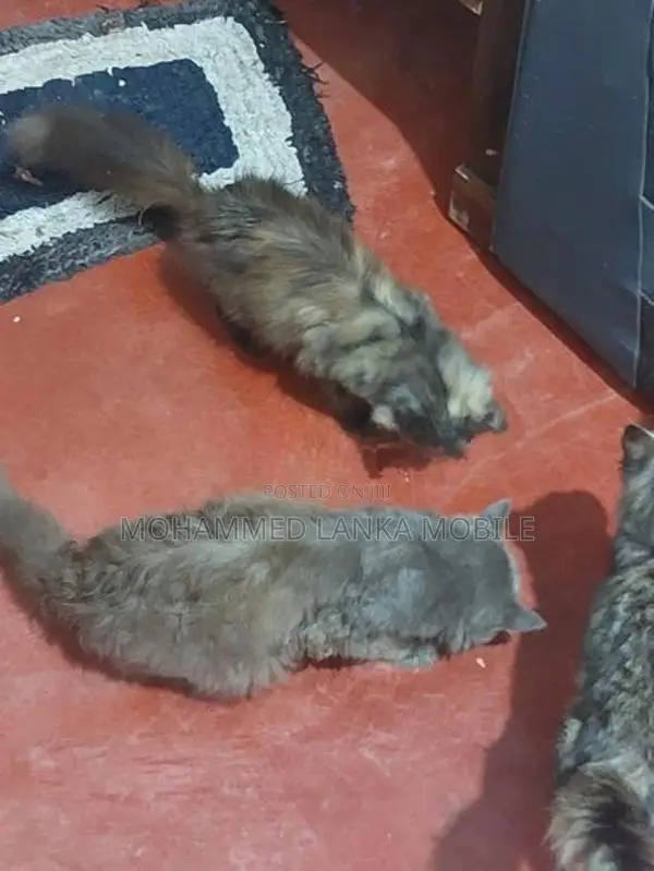 British Cat Male With Female 1 Year 8 Month