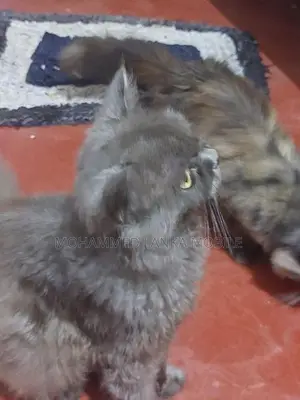 British Cat Male With Female 1 Year 8 Month