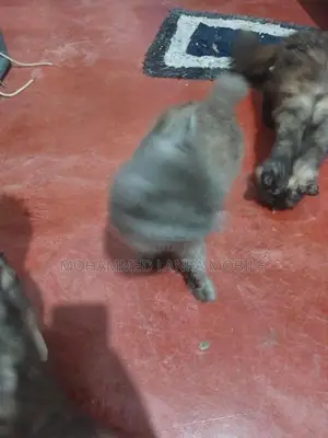British Cat Male With Female 1 Year 8 Month