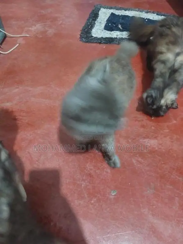 British Cat Male With Female 1 Year 8 Month