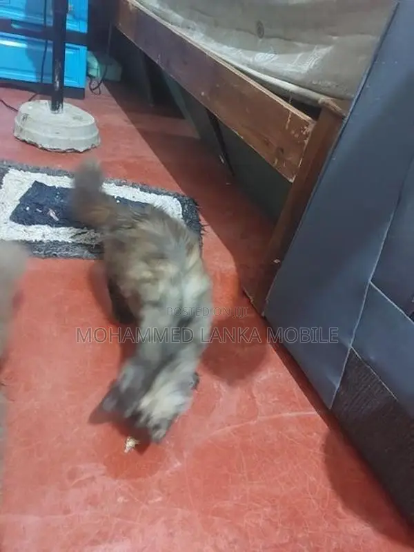 British Cat Male With Female 1 Year 8 Month