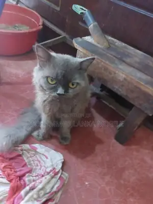 British Cat Male With Female 1 Year 8 Month