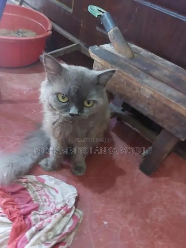 British Cat Male With Female 1 Year 8 Month
