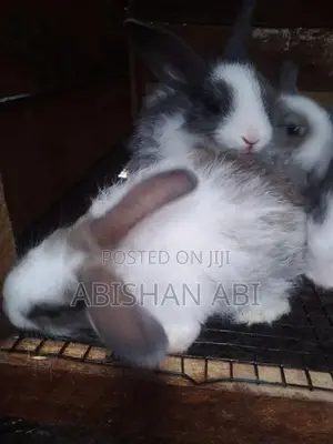 Angora Rabbit