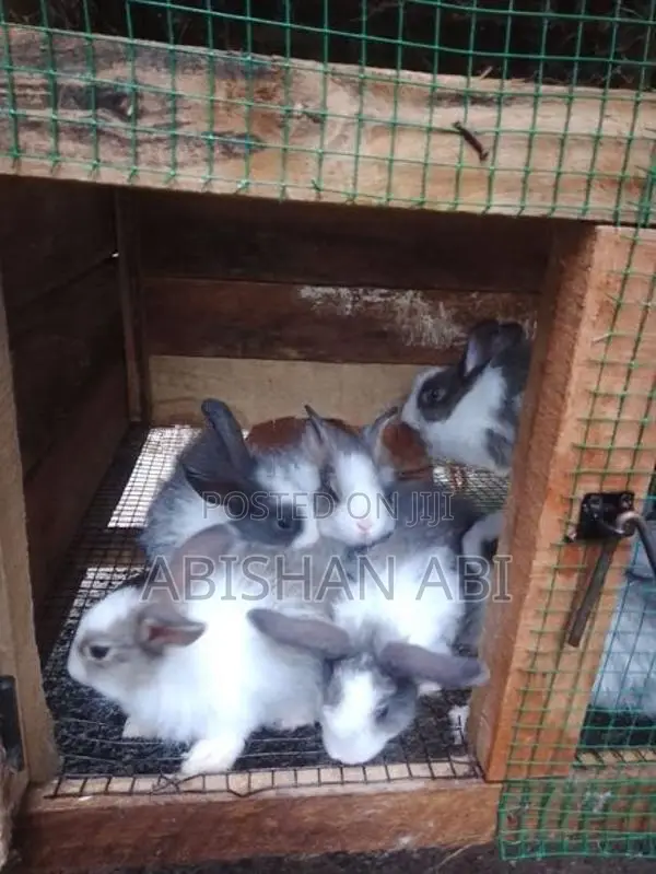 Angora Rabbit