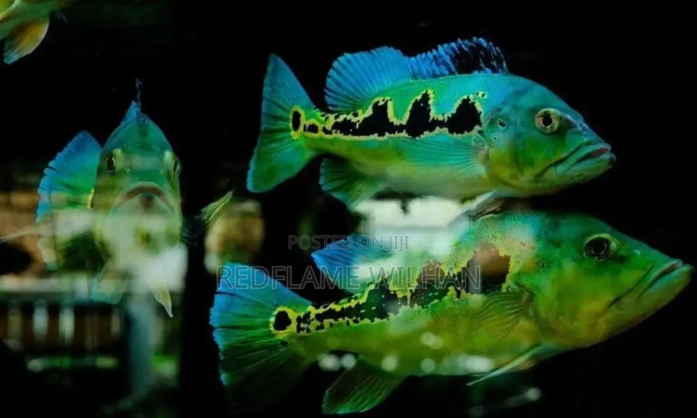 Peacock Bass Orinoco