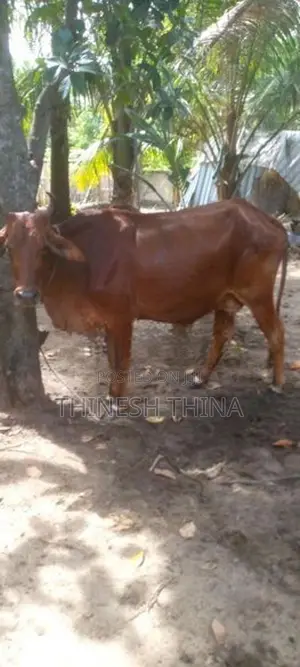 Cow JC Saival