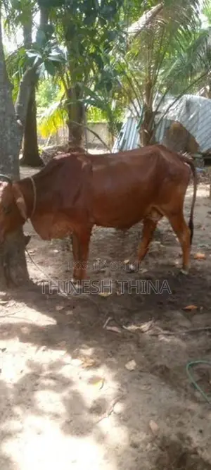 Cow JC Saival