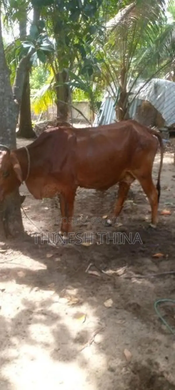 Cow JC Saival