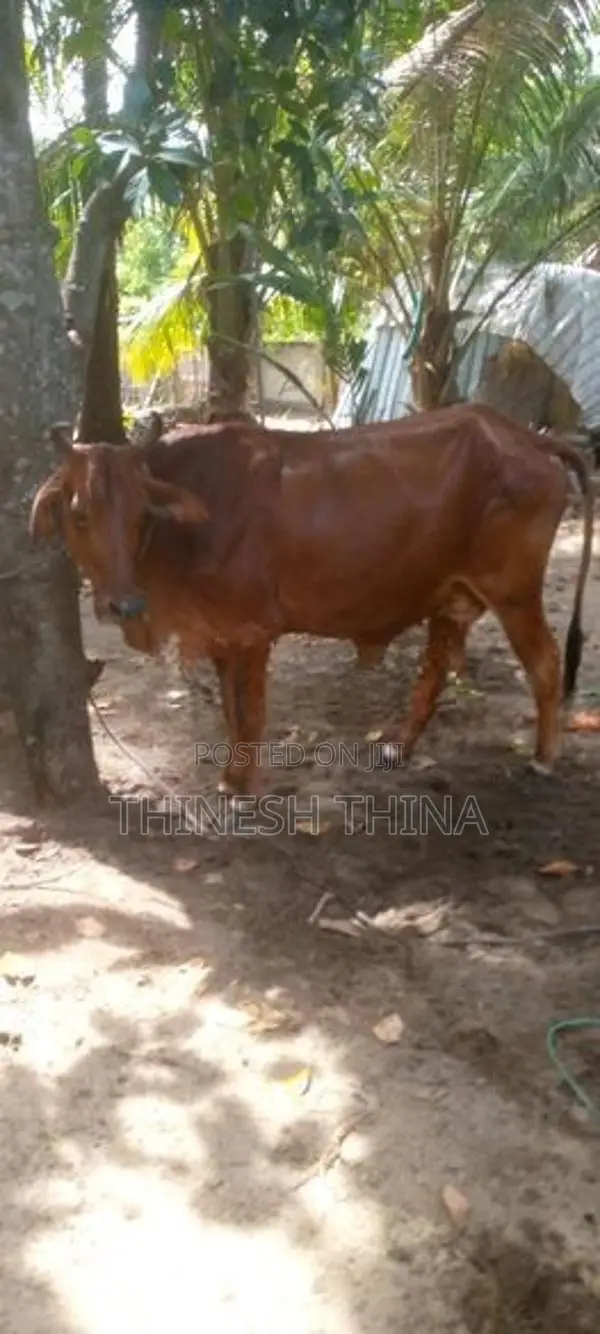 Cow JC Saival