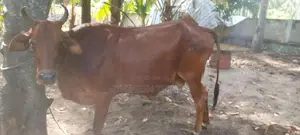 Cow JC Saival