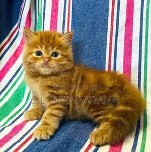 Pure Breed Persian Cats