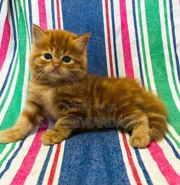 Pure Breed Persian Cats