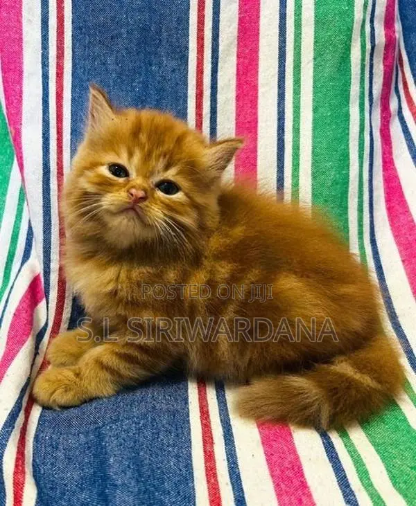 Pure Breed Persian Cats