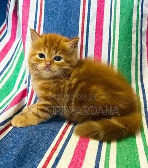Pure Breed Persian Cats