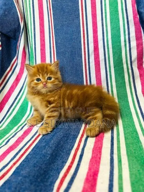 Pure Breed Persian Cats