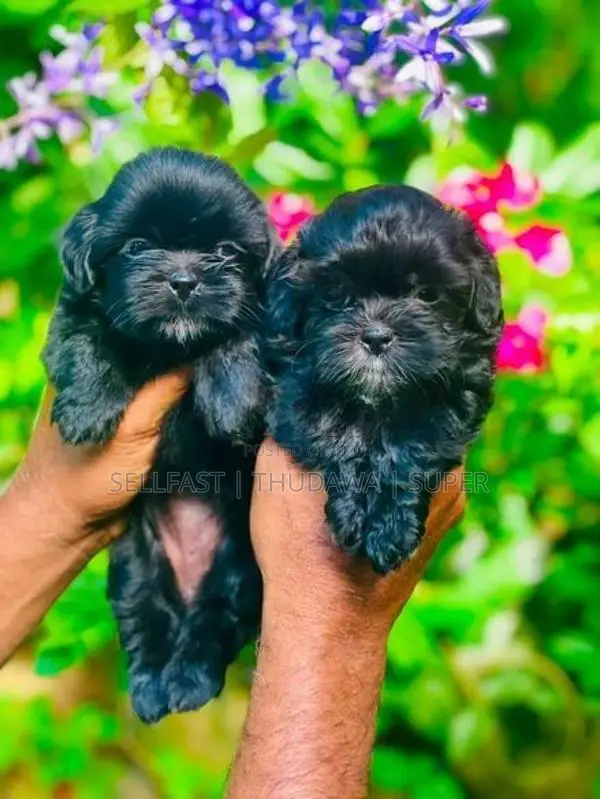 Shitzu Puppies