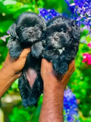 Shitzu Puppies