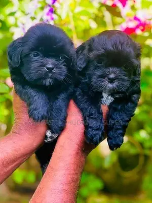 Shitzu Puppies