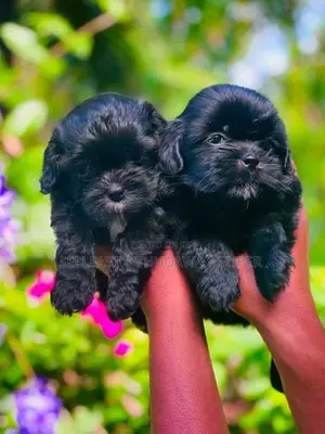 Shitzu Puppies
