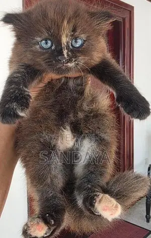 Baby Persian