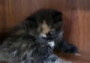 Baby Persian