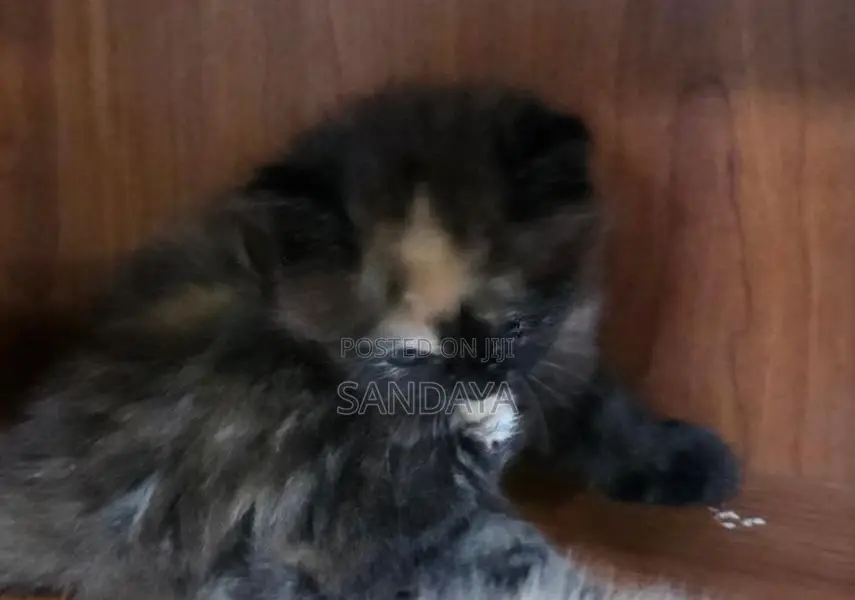 Baby Persian