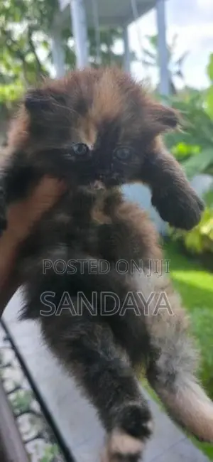 Baby Persian