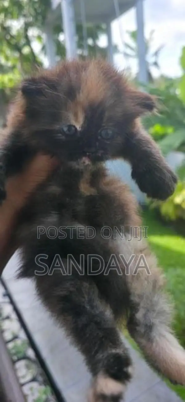 Baby Persian