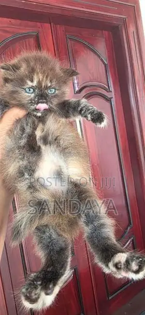 Baby Persian