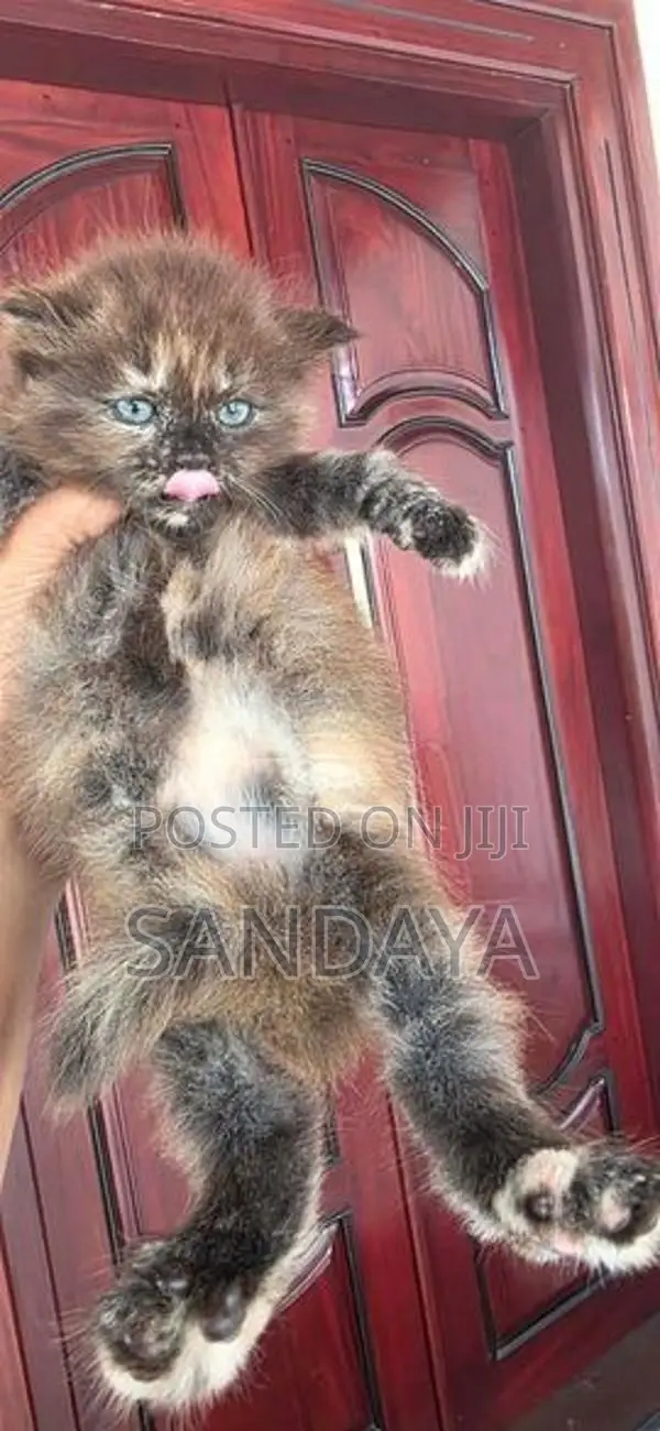 Baby Persian