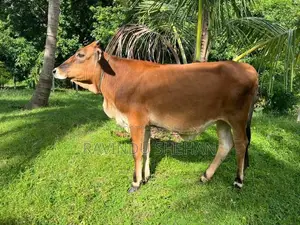 ජර්සි සහිවාල් නෑම්බිය