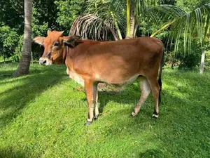 ජර්සි සහිවාල් නෑම්බිය
